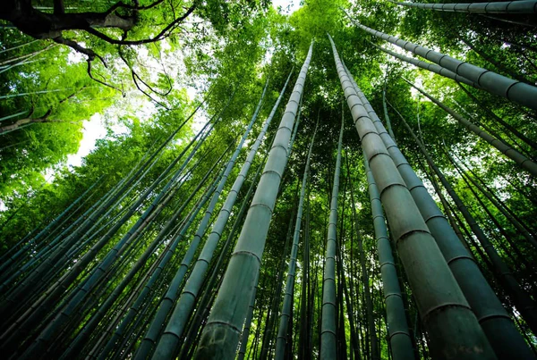 Bambu